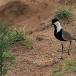 Spur Winged plover