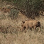 Desert Warthog