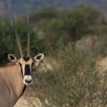 Oryx Beisa