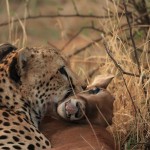 Cheetah killing a baby oryx