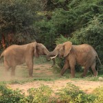 Elephants fighting